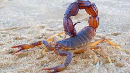 The Spiritual Meaning of Scorpions: Hidden Messages From a Powerful Spirit Guide