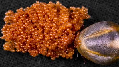 Tiny Backyard Eggs You Should Never Ignore: What They Mean for Your Home and Health