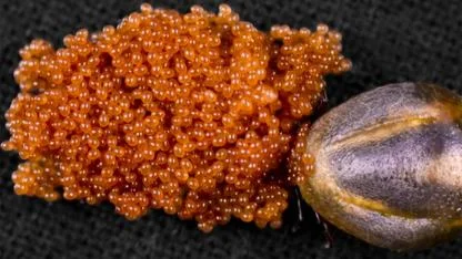 Tiny Backyard Eggs You Should Never Ignore: What They Mean for Your Home and Health