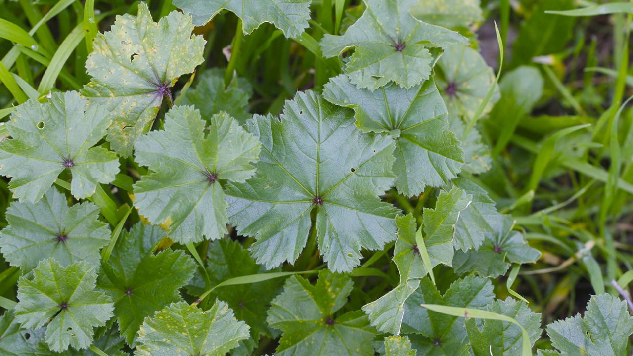 The Green Healer: Top 10 Health Benefits of Common Mallow Leaves You Should Know