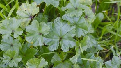 The Green Healer: Top 10 Health Benefits of Common Mallow Leaves You Should Know