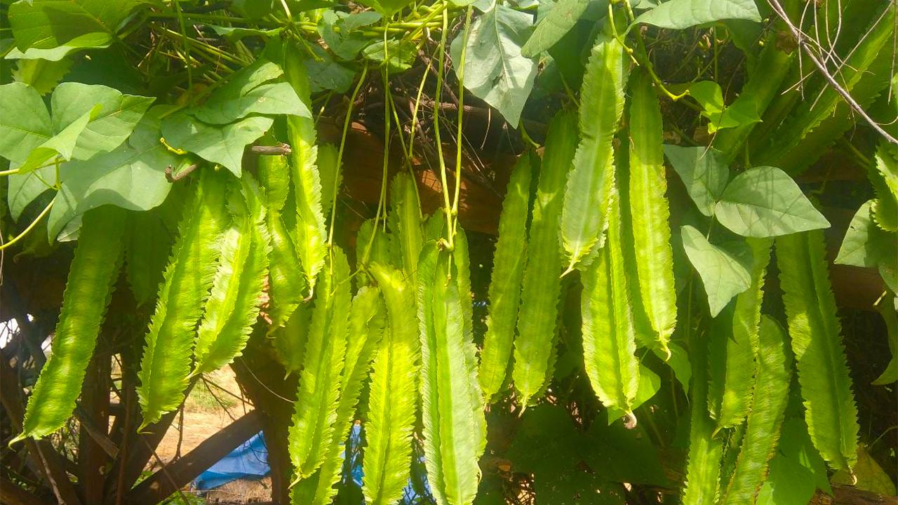 Winged Beans: The Surprising Superfood Doctors Want You to Add to Your Diet