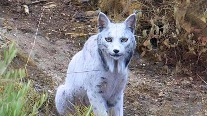 World’s First White Iberian Lynx Captured on Camera in Spain’s Jaén Mountains