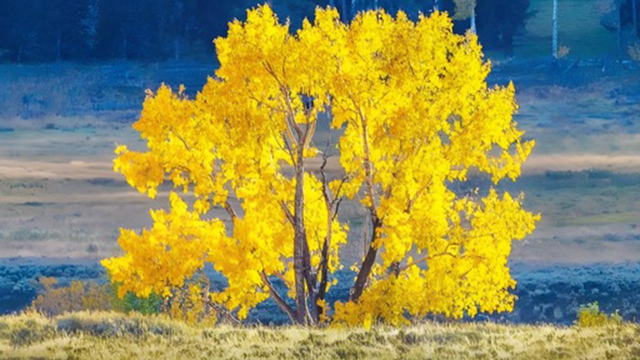 Yellowstone’s Wolves Are Transforming Forests: Baby Aspens Return After 80 Years, Study Finds