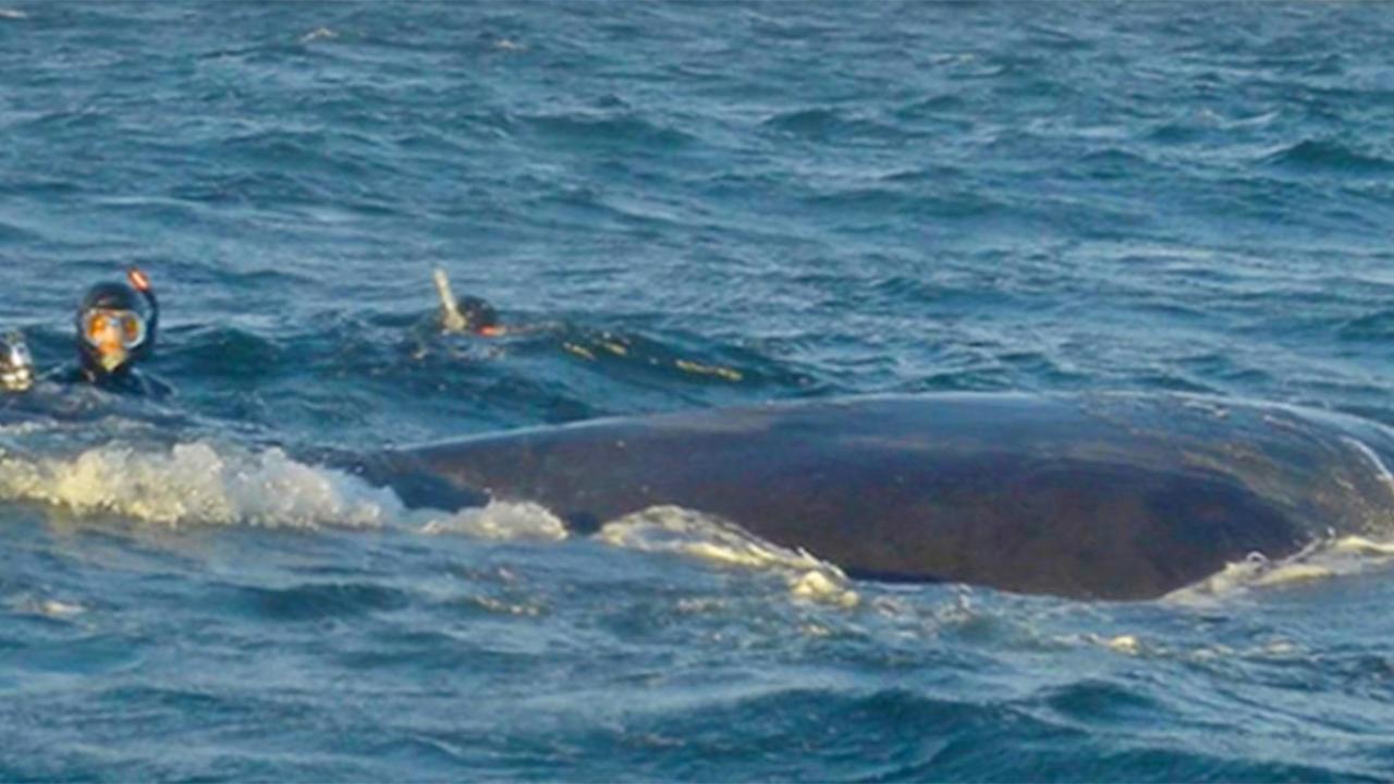 A Diver’s Heroic Whale Rescue Goes Viral After the Whale’s Stunning “Thank You”