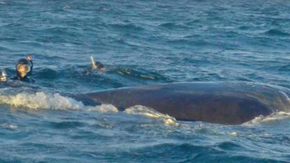 A Diver’s Heroic Whale Rescue Goes Viral After the Whale’s Stunning “Thank You”
