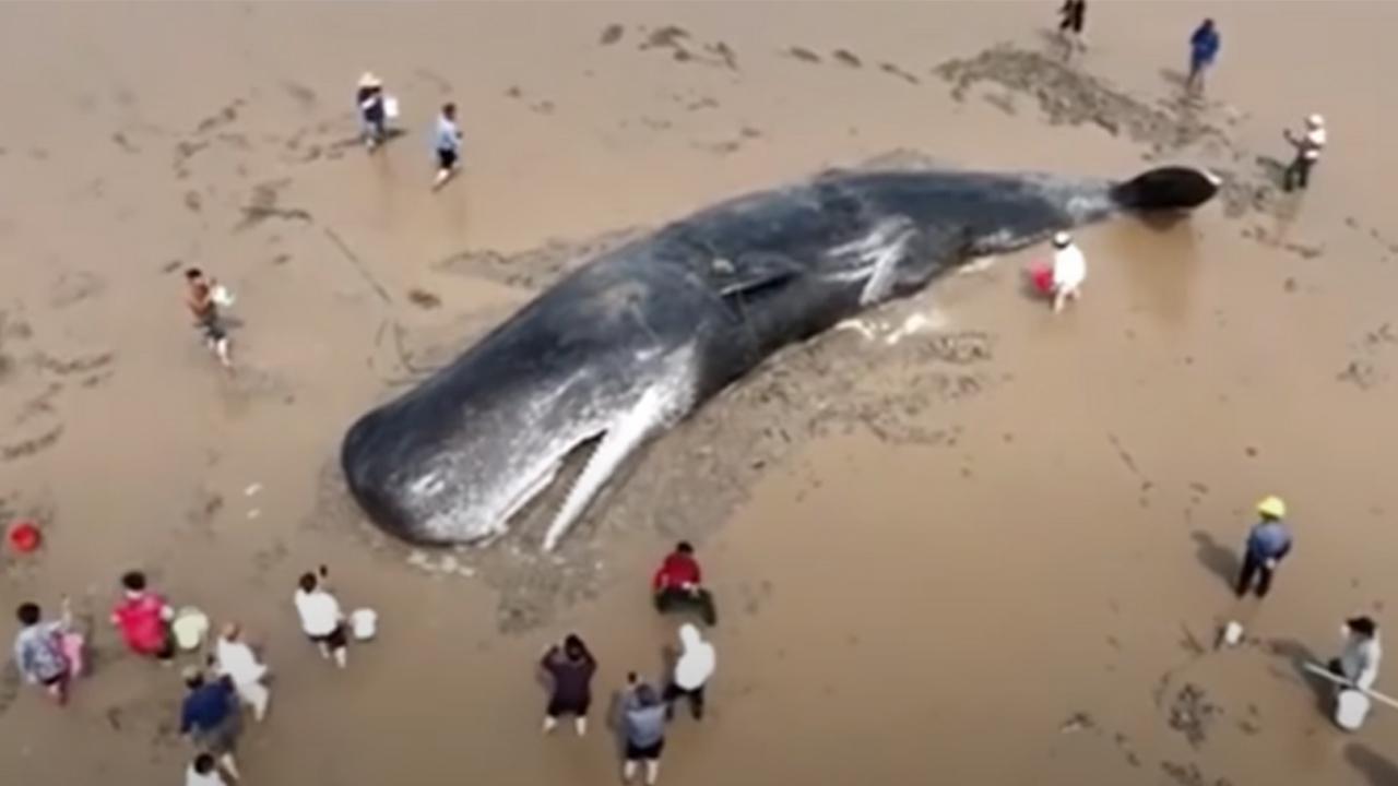 A heroic 20-hour rescue saves a stranded giant sperm whale and inspires the World