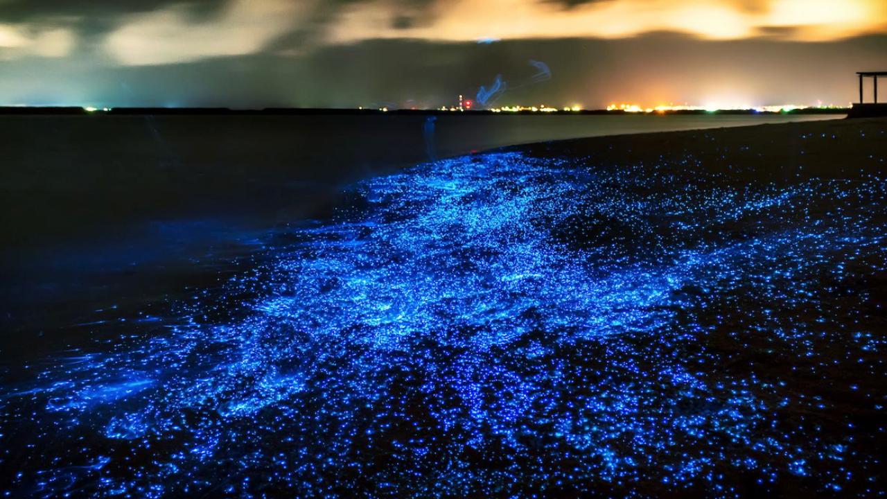 Neon Seas or Silent Threats? The Truth About Glowing Bioluminescent Algae