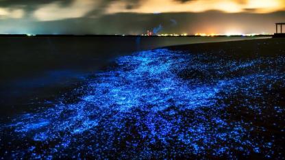 Neon Seas or Silent Threats? The Truth About Glowing Bioluminescent Algae
