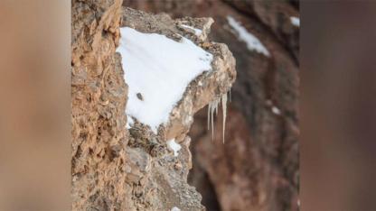 People are struggling to spot the large snow leopard in this photograph. Can you find him?v