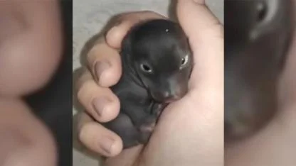 The Morning I Discovered a “Puppy” That Turned Out to Be Something Entirely Different