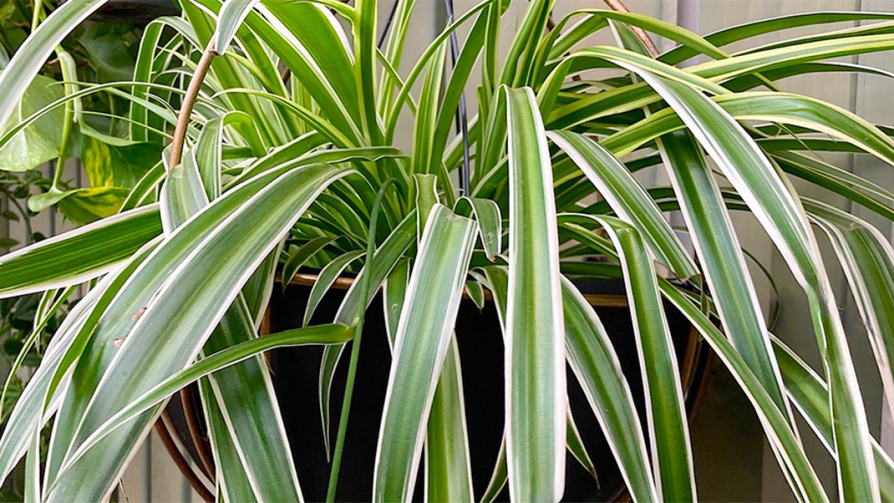 Why the Spider Plant Is a Hidden Gem at Home: The Indoor Plant Worth Pure Gold