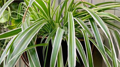 Why the Spider Plant Is a Hidden Gem at Home: The Indoor Plant Worth Pure Gold