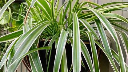 Why the Spider Plant Is a Hidden Gem at Home: The Indoor Plant Worth Pure Gold