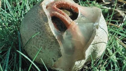 Alien Eggs in the Forest: Why Stinkhorn Mushrooms Are Called Nature’s Most Terrifying Creatures