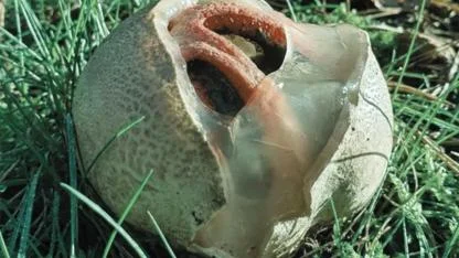 Alien Eggs in the Forest: Why Stinkhorn Mushrooms Are Called Nature’s Most Terrifying Creatures