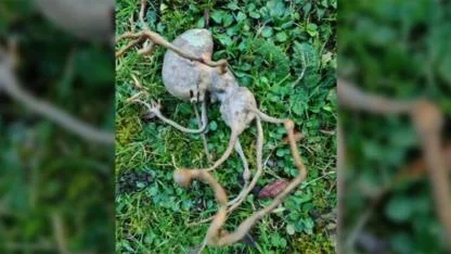Backyard mystery: strange ‘alien’ object discovery leaves the internet baffled