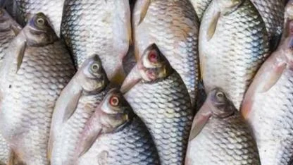 Why Tilapia Is Losing Its Healthy Image in Modern Diets