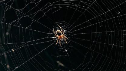 The surprising reason you should never kill a spider in your home