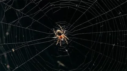The surprising reason you should never kill a spider in your home