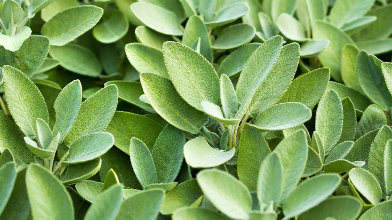Sage Through the Ages: timeless uses of a powerful everyday plant