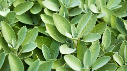 Sage Through the Ages: timeless uses of a powerful everyday plant