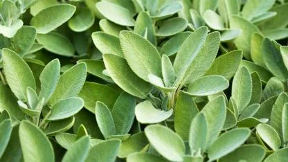 Sage Through the Ages: timeless uses of a powerful everyday plant