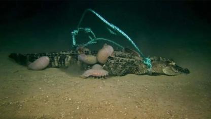 Scientists dropped alligators into the deep sea and uncovered a shocking creature