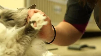 Why Your Cat Headbutts You: The Sweet Feline Habit That Means “You’re Mine”