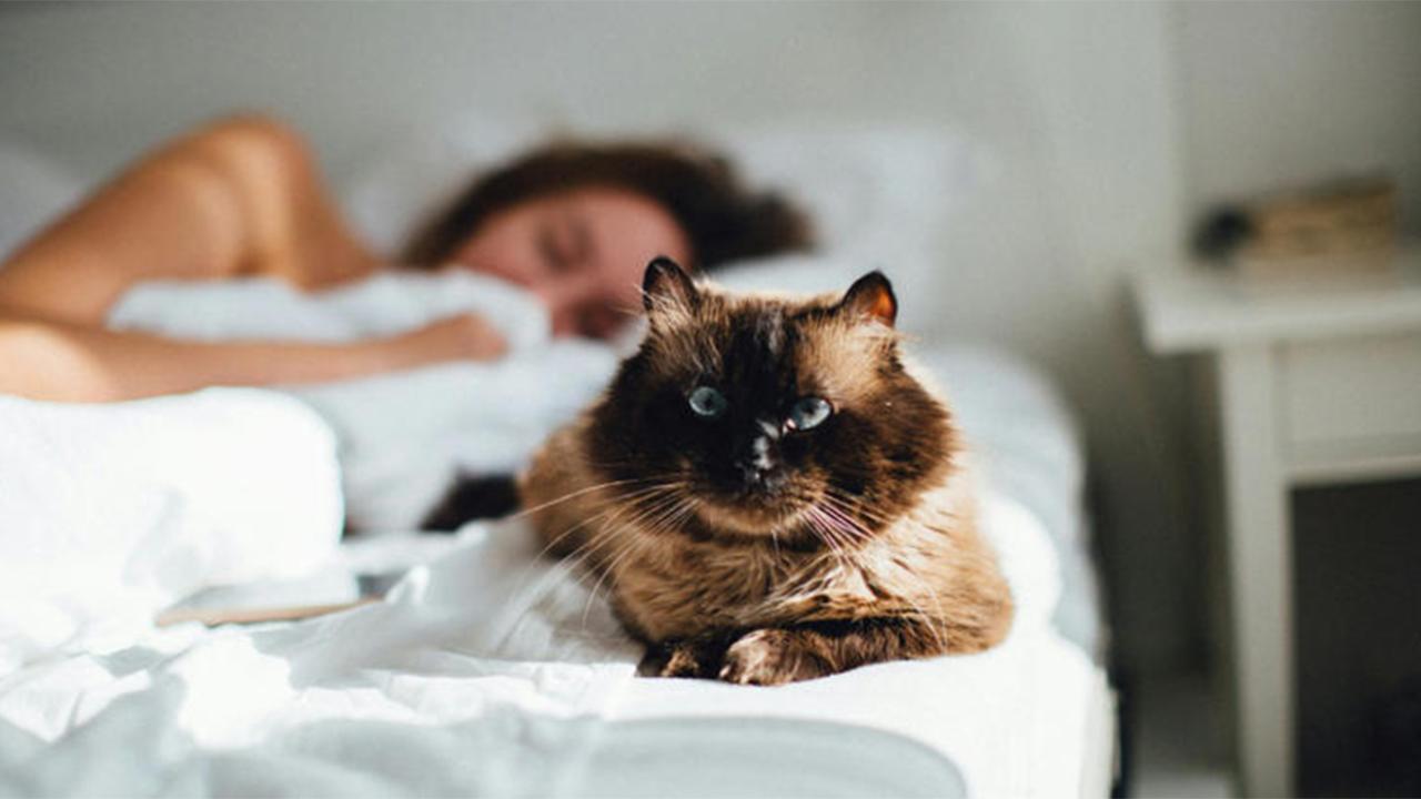 Why your cat insists on sleeping in your bed (the real reasons behind this surprise you)