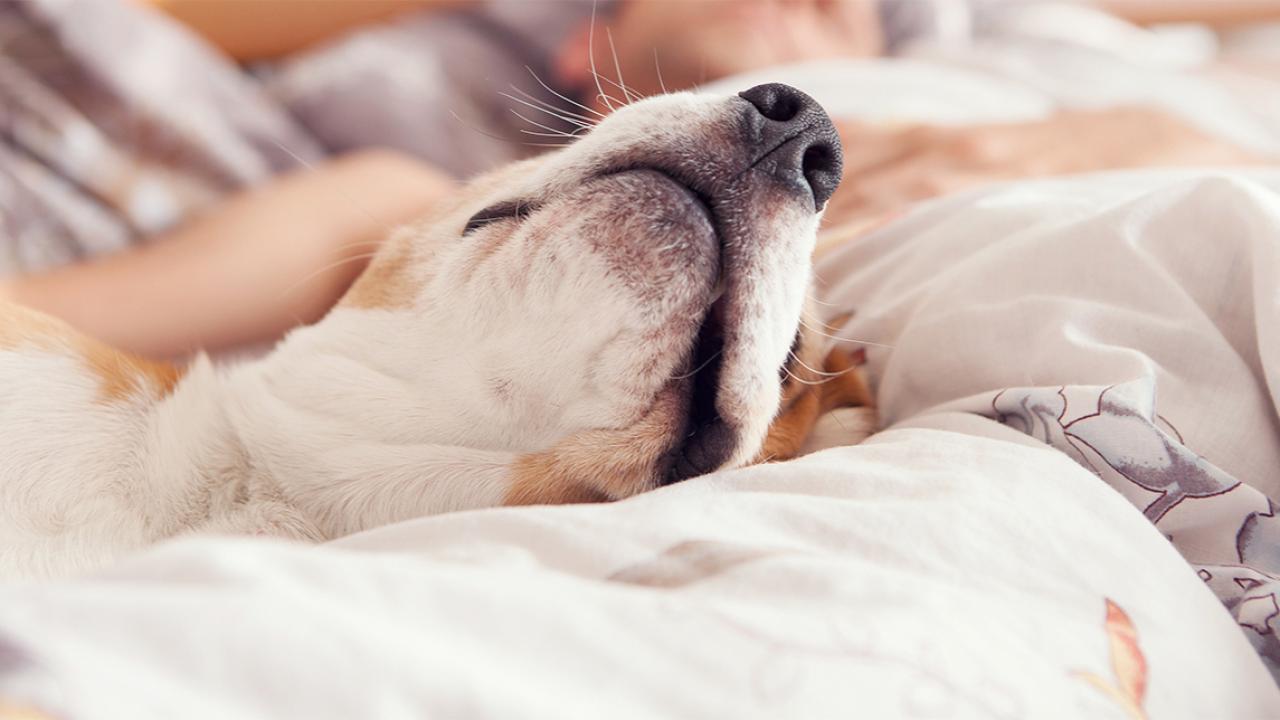 Why your dog insists on sleeping in your bed and what it really means