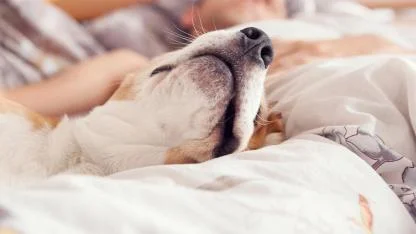 Why your dog insists on sleeping in your bed and what it really means
