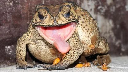 A Toad in Your House? Hidden Meanings, Natural Causes, and What to Do Next
