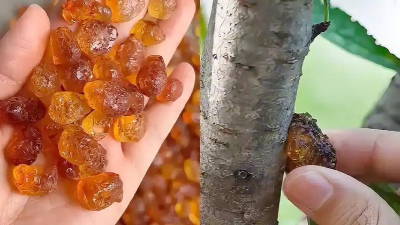 Peach Tree Resin (Tao Jiao): Ancient Beauty Elixir and Wellness Superfood Explained