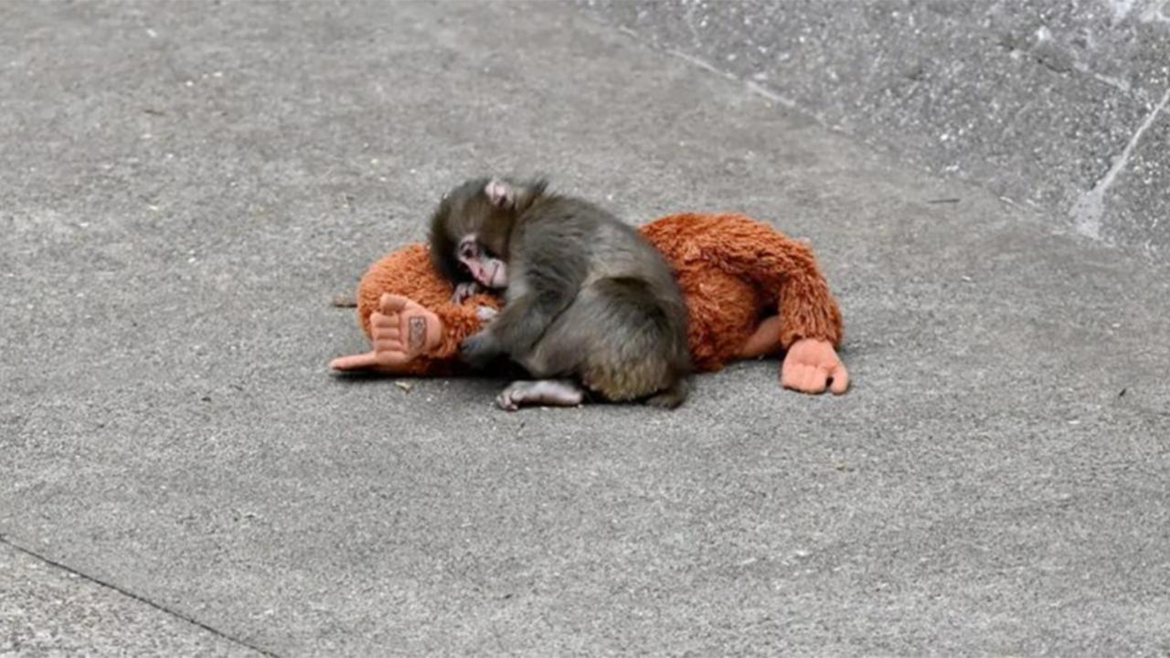 Viral baby monkey Punch receives reassuring health update from Ichikawa City Zoo