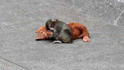 Viral baby monkey Punch receives reassuring health update from Ichikawa City Zoo