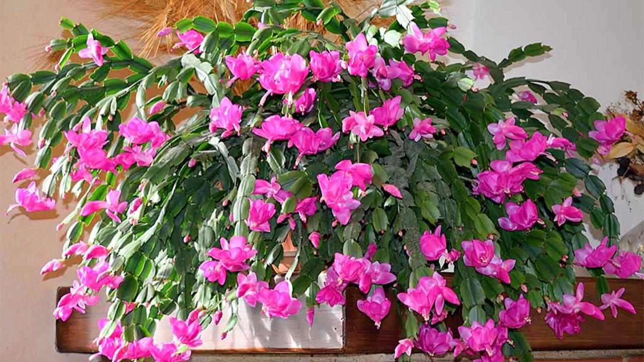 Just 1 Teaspoon of This Natural Garlic Remedy Can Transform Your Plants