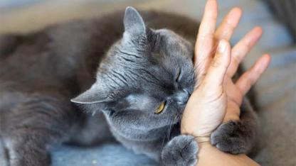 Why Your Cat Bites You: The Real Meaning Behind Feline Nips