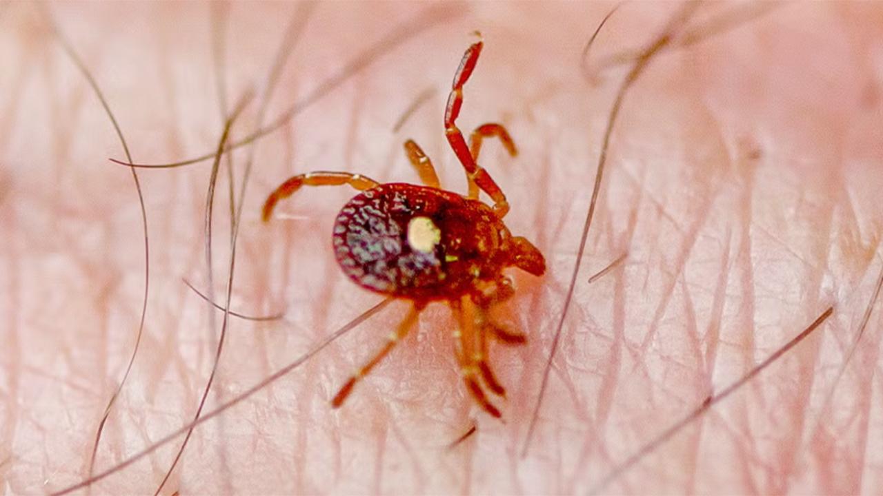 Found a Lone Star Tick? Here’s Exactly What to Do Next Without Panicking