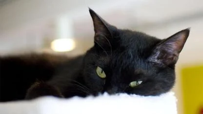 Nostradamus and Cats: Myth, Mystery, and What History Really Reveals