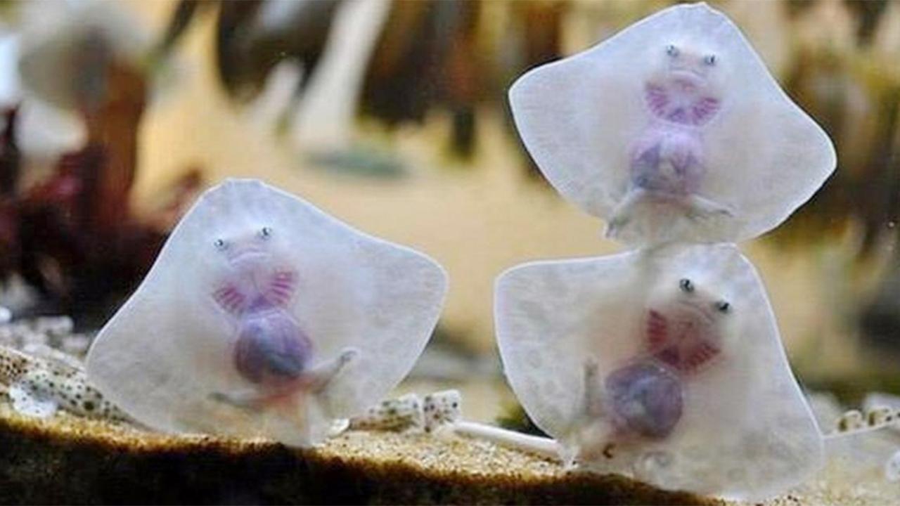 Ravioli of the sea: why baby stingrays are the ocean’s cutest mystery