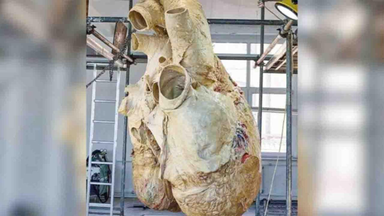 Inside the Giant Pulse: The Astonishing Power of a Blue Whale’s 181 kg Heart