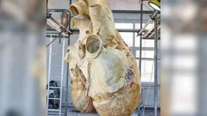 Inside the Giant Pulse: The Astonishing Power of a Blue Whale’s 181 kg Heart