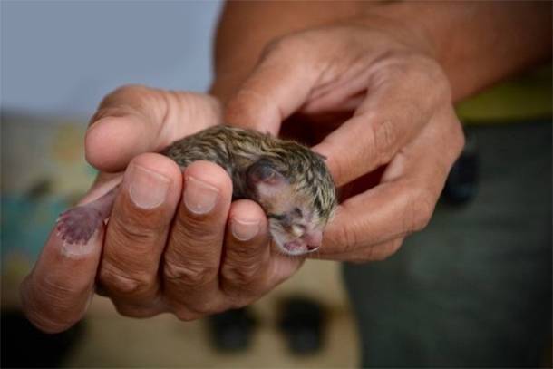 Family Rescues Tiny ‘Kitten’ Only to Discover it’s not a regular kitten