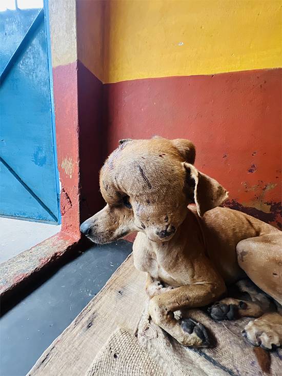 From pain to hope: Stray dog with massive tumor on his head gets a second chance at life in India