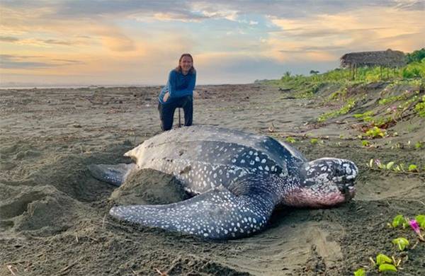 Rescued from the Heat: The Incredible Survival of a Leatherback Sea Turtle in Equatorial Guinea