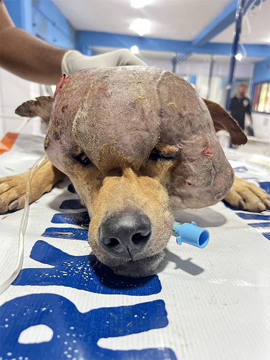 From pain to hope: Stray dog with massive tumor on his head gets a second chance at life in India