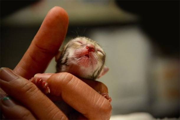 Family Rescues Tiny ‘Kitten’ Only to Discover it’s not a regular kitten