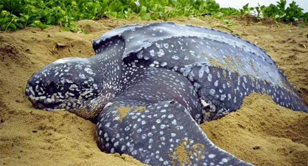 Rescued from the Heat: The Incredible Survival of a Leatherback Sea Turtle in Equatorial Guinea