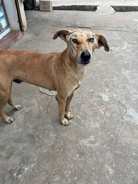 From pain to hope: Stray dog with massive tumor on his head gets a second chance at life in India